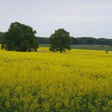 Exklusives Skandinavisches Rechlin