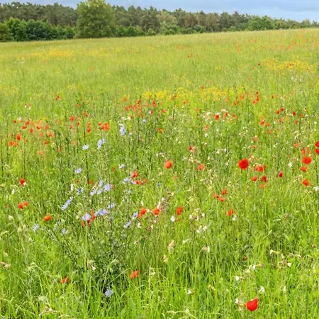 Exklusives Skandinavisches Rechlin